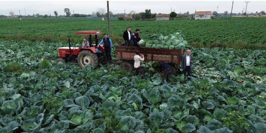 25.000 dekarda hasat başladı! Kış sofralarının olmazsa olmazı: Tarlada 8 liradan satılıyor 1
